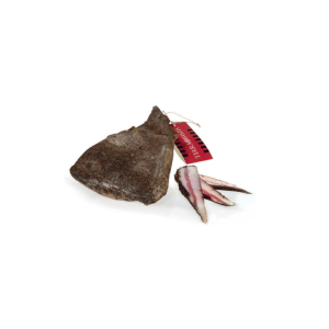 GUANCIALE